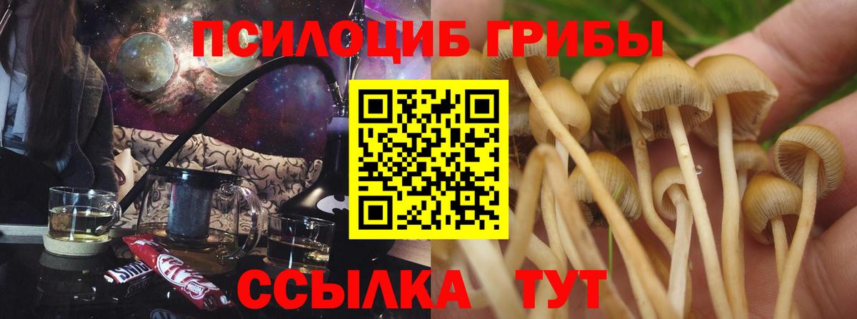 Гудермес  купить закладку  Псилоцибиновые грибы мухоморы  Вход с VPN  Псилоцибиновые грибы Psilocybe 
